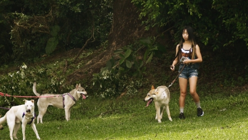 议员称推宠物友善社区是必然方向 议员称推宠物友善社区是必然方向