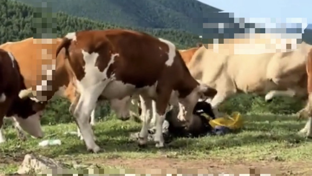 五台山游客挑逗牛群遭踩踏。 五台山游客挑逗牛群遭踩踏。