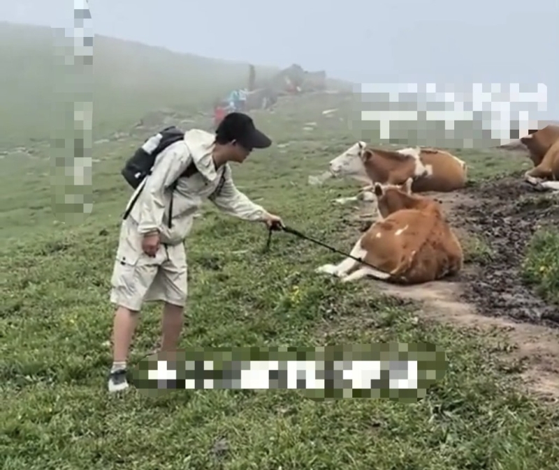五台山游客挑逗牛群遭踩踏。搜狐千里眼 五台山游客挑逗牛群遭踩踏。搜狐千里眼