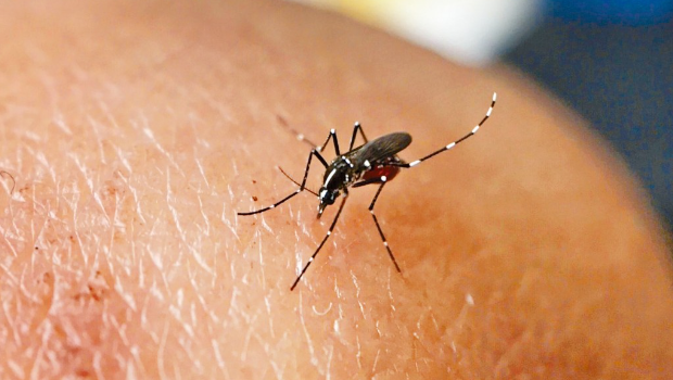 基孔肯尼亚热 基孔肯尼亚热