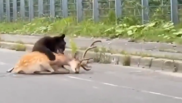 北海道在国道上当街猎杀活鹿 北海道在国道上当街猎杀活鹿