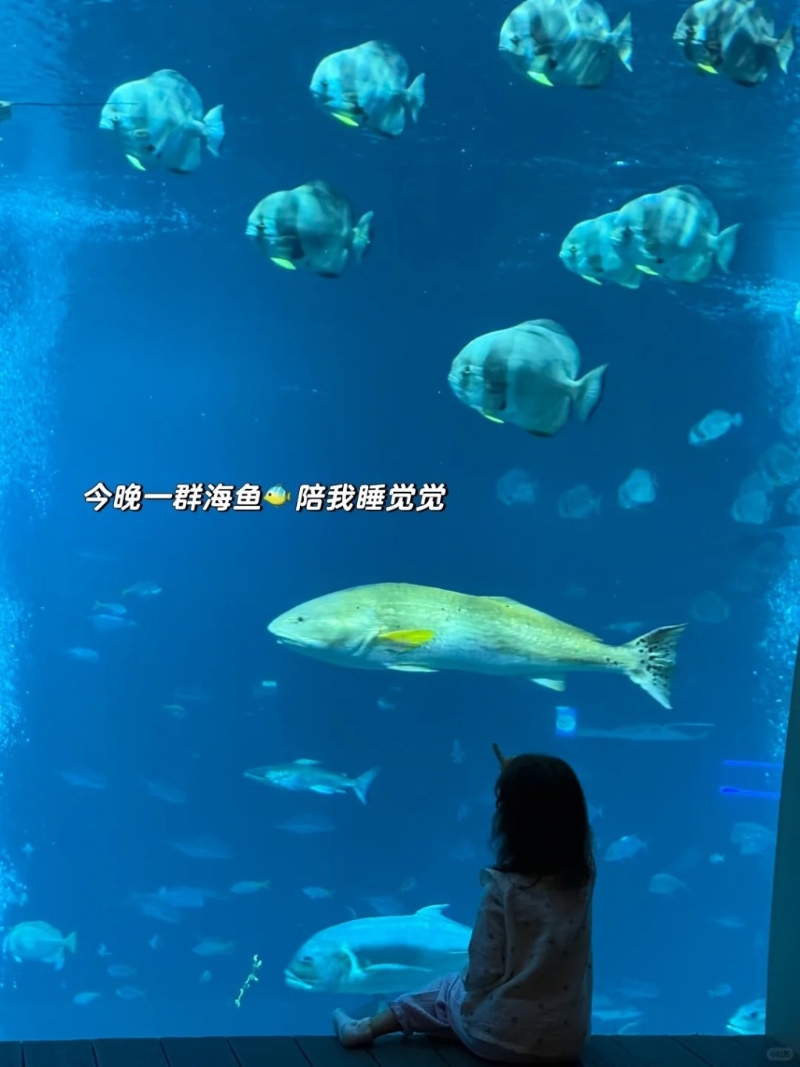林峯为满足囡囡,入住水族馆下的“海底房间”酒店。 林峯为满足囡囡,入住水族馆下的“海底房间”酒店。