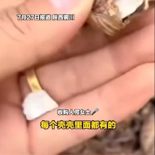 何女士声称向老人购入的蝉蜕,八成被塞入石粒骗秤 何女士声称向老人购入的蝉蜕,八成被塞入石粒骗秤