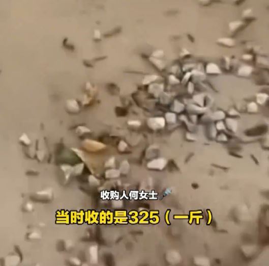 何女士声称向老人购入的蝉蜕,八成被塞入石粒骗秤。 何女士声称向老人购入的蝉蜕,八成被塞入石粒骗秤。