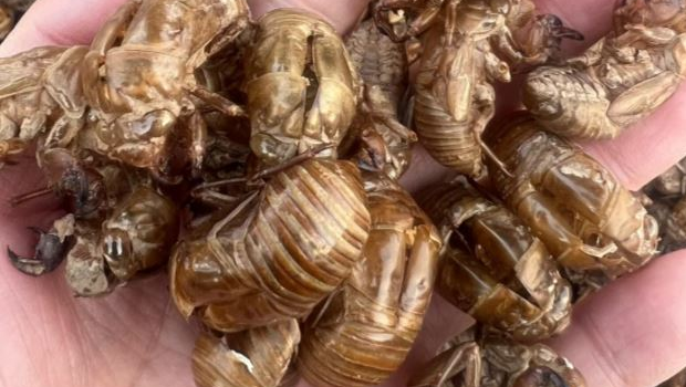 蝉蜕又叫知了壳,具宣散风热利咽等功效。 蝉蜕又叫知了壳,具宣散风热利咽等功效。