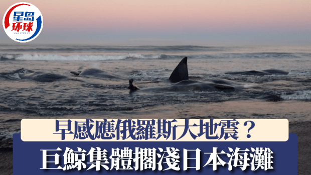 抹香鲸一天前集体搁浅日本海滩 抹香鲸一天前集体搁浅日本海滩
