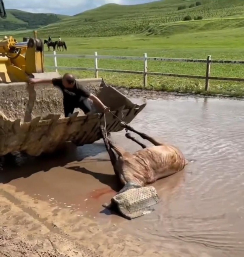 撞马死亡的“貂蝉”被铲泥机运走。 撞马死亡的“貂蝉”被铲泥机运走。