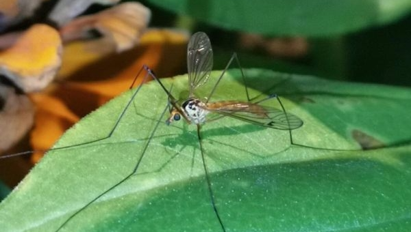 佛山“以蚊治蚊” 佛山“以蚊治蚊”