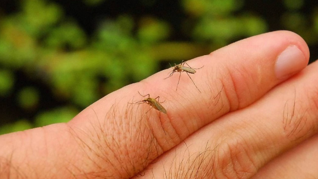 传播登革热病毒的伊蚊。 传播登革热病毒的伊蚊。