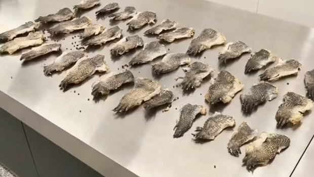 关员搜出2公斤濒危暹罗鳄制品 关员搜出2公斤濒危暹罗鳄制品