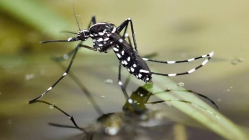 基孔肯尼亚热7 基孔肯尼亚热7