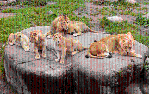 丹麦动物园 丹麦动物园