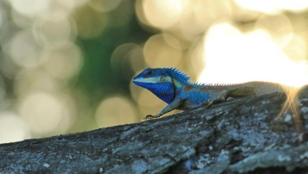 原生变色树蜥暴减 原生变色树蜥暴减