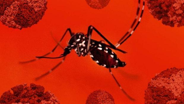 基孔肯尼亚热 基孔肯尼亚热