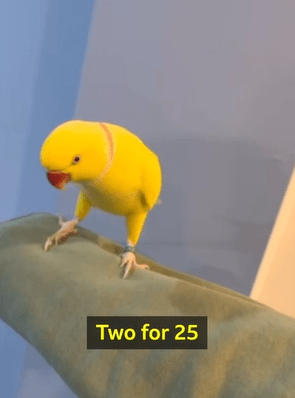 英国警方凭鹦鹉说话片段瓦解贩毒集团 英国警方凭鹦鹉说话片段瓦解贩毒集团