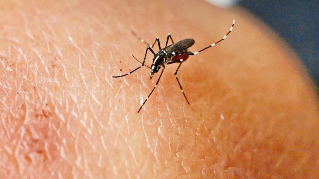 香港已录得5宗基孔肯雅热个案。 香港已录得5宗基孔肯雅热个案。