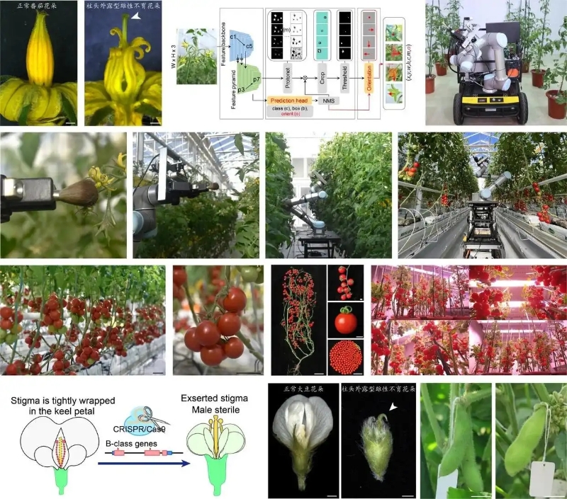 番茄和大豆柱头外露型雄性不育系创制与智能机器人育种 番茄和大豆柱头外露型雄性不育系创制与智能机器人育种