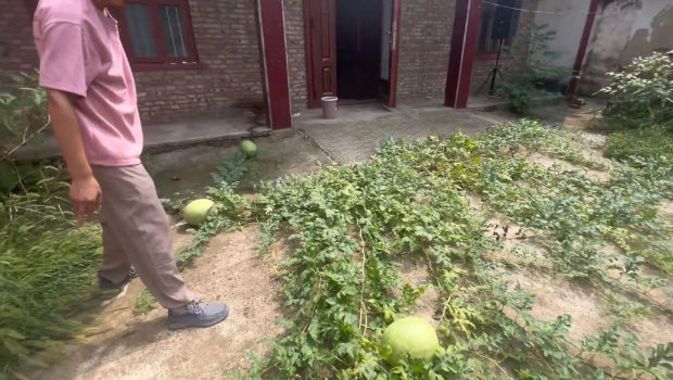 江苏男子疑随地吐籽,离家三个月惊见家中前庭长满西瓜。 江苏男子疑随地吐籽,离家三个月惊见家中前庭长满西瓜。