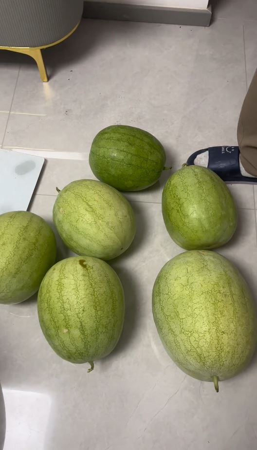 江苏男子疑随地吐籽,离家三个月惊见家中前庭长满西瓜 江苏男子疑随地吐籽,离家三个月惊见家中前庭长满西瓜