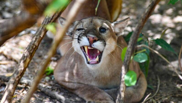 加州有美洲狮出没,咬伤一名11岁女孩。 加州有美洲狮出没,咬伤一名11岁女孩。