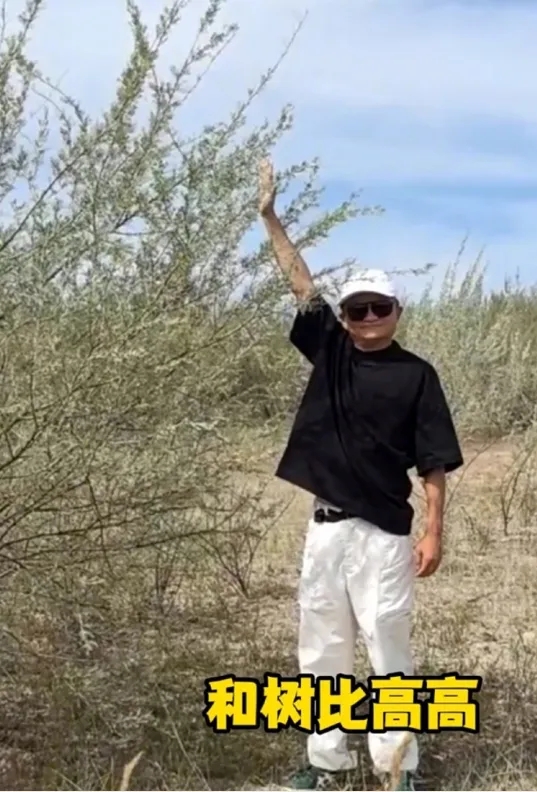 和树比高 和树比高