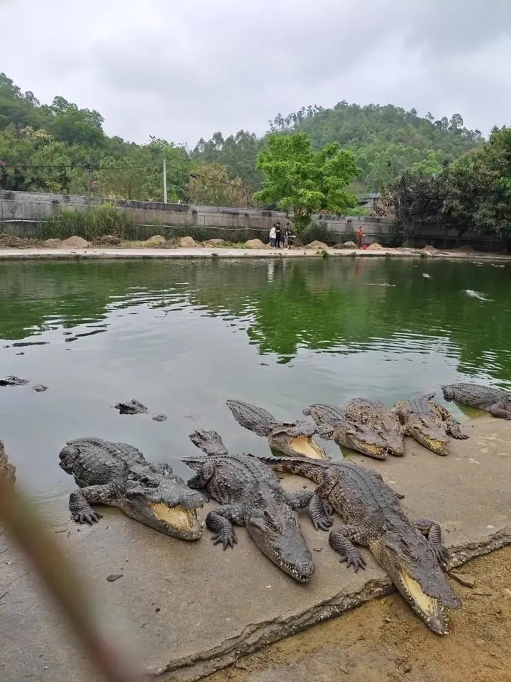 此番将拍卖的部分鳄鱼。拍卖平台 此番将拍卖的部分鳄鱼。拍卖平台