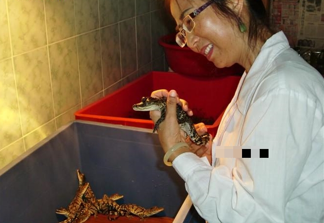 鳄鱼产业的女企业家胡诚礼,有“鳄鱼女神”的称号。 鳄鱼产业的女企业家胡诚礼,有“鳄鱼女神”的称号。