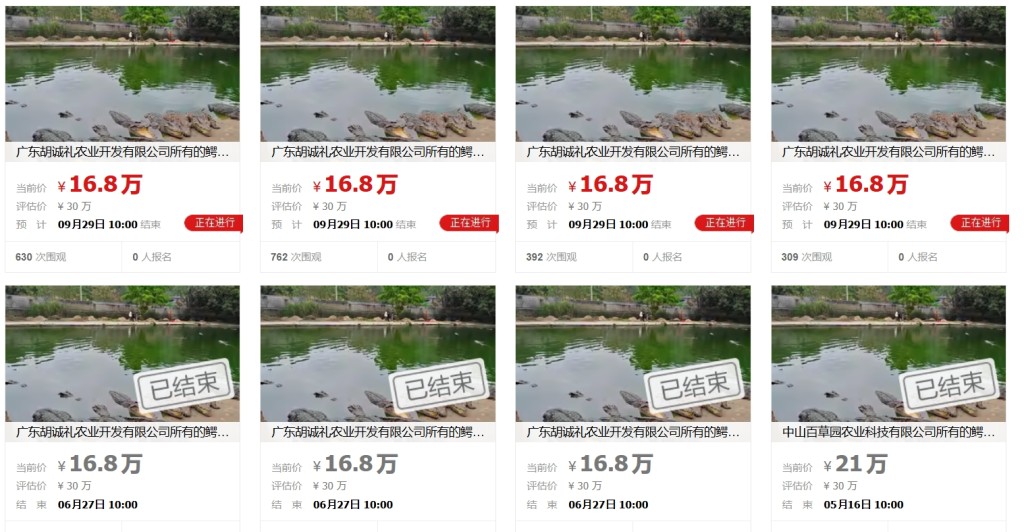 广东法院拍卖一批活鳄鱼,起拍价16.8万元,此前已经“流拍”过。 广东法院拍卖一批活鳄鱼,起拍价16.8万元,此前已经“流拍”过。
