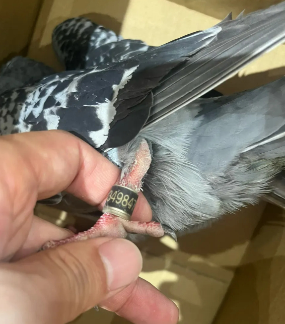 有民众发现疑似于大阅兵后放飞的和平鸽迷路。 有民众发现疑似于大阅兵后放飞的和平鸽迷路。