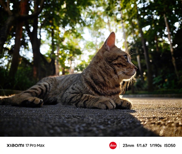 小米17 Pro系列实拍样张首次公布 雷军:逆光之王!