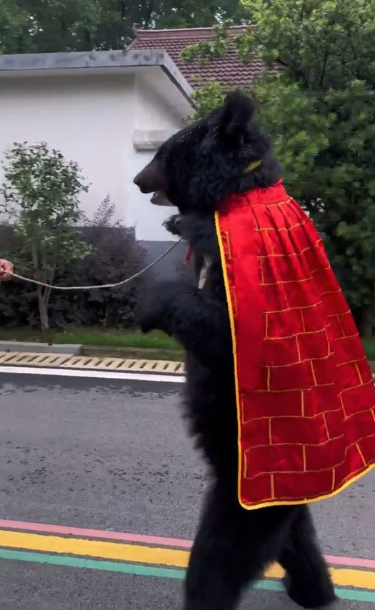 披着袈裟的黑熊能直立长距离行走,惹来人扮质疑。 披着袈裟的黑熊能直立长距离行走,惹来人扮质疑。