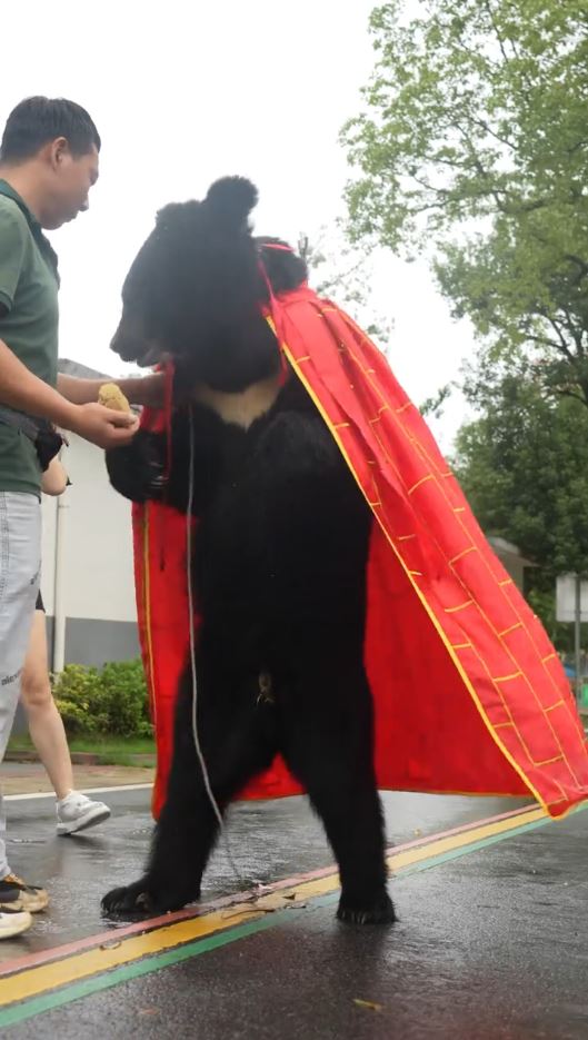 披着袈裟的黑熊能直立长距离行走 披着袈裟的黑熊能直立长距离行走