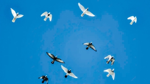 新疆官员索贿95只“翻翻鸽” 新疆官员索贿95只“翻翻鸽”