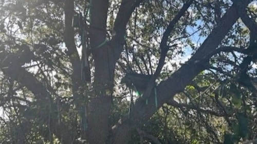 佛州棕榈滩国际机场附近发现一个可疑狩猎架,视线可直对特朗普进出“空军一号”的位置 佛州棕榈滩国际机场附近发现一个可疑狩猎架,视线可直对特朗普进出“空军一号”的位置