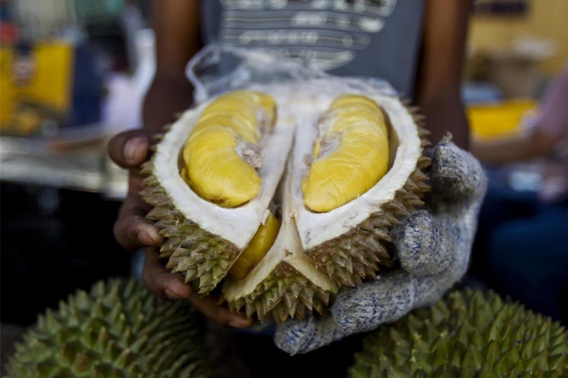 “大马果王”榴莲将于24日东协外长欢迎晚宴登场。 “大马果王”榴莲将于24日东协外长欢迎晚宴登场。