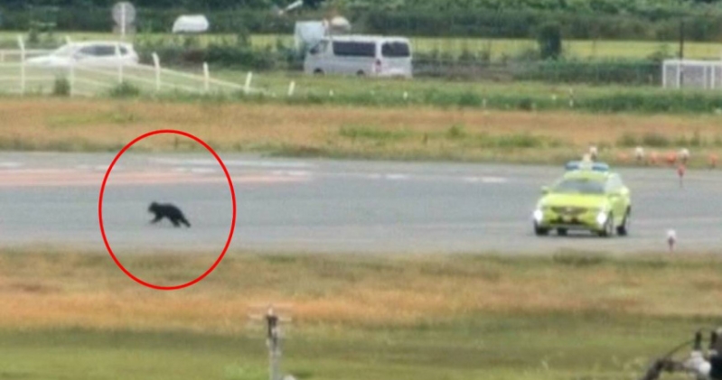 曾有野熊闯入山形机场跑道。 曾有野熊闯入山形机场跑道。