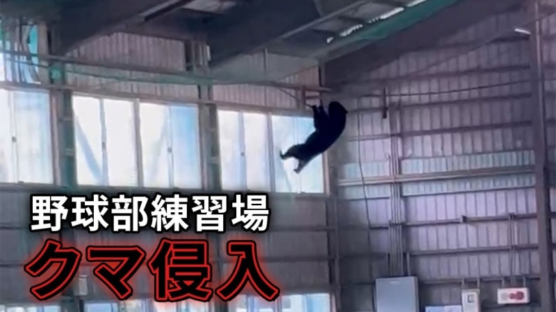 山形市一所私立高中的棒球社室内练习室有野熊闯入玩吊挂。 山形市一所私立高中的棒球社室内练习室有野熊闯入玩吊挂。