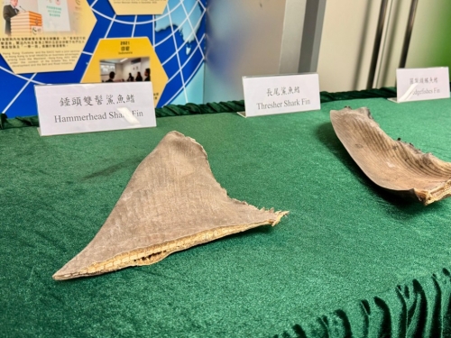 今年首3季,海关打击濒危物种走私活动中主要检获的物种包括鲨鱼翅。 今年首3季,海关打击濒危物种走私活动中主要检获的物种包括鲨鱼翅。