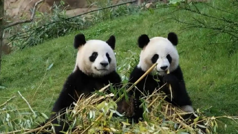 新一对中国大熊猫于2027年落户法国。 新一对中国大熊猫于2027年落户法国。