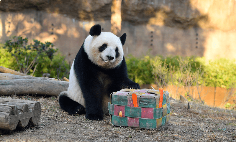 东京上野动物园的双胞胎大熊猫“晓晓”与“蕾蕾”,原定于2026年2月20日归还中国,近日传出因协商调整,归还时间将提前至2026年1月下旬。 东京上野动物园的双胞胎大熊猫“晓晓”与“蕾蕾”,原定于2026年2月20日归还中国,近日传出因协商调整,归还时间将提前至2026年1月下旬。