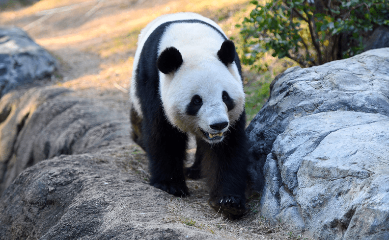 日本最后两只大熊猫下月返回中国,引来大批“粉丝”涌动物园道别。 日本最后两只大熊猫下月返回中国,引来大批“粉丝”涌动物园道别。