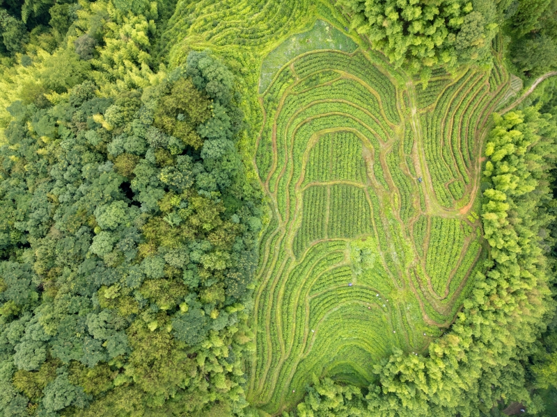 翠绿的茶垄随着高低起伏的山势绵延开来 翠绿的茶垄随着高低起伏的山势绵延开来
