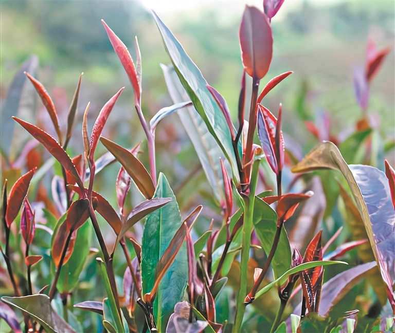 青(紫)心小叶 青(紫)心小叶