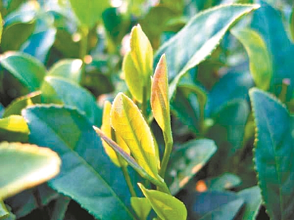 凤凰水仙 凤凰水仙