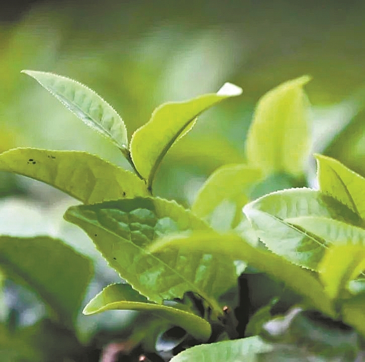 清桂大叶 清桂大叶