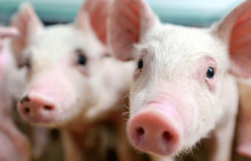 中国最大养猪企业牧原股份传下月来港上市 中国最大养猪企业牧原股份传下月来港上市