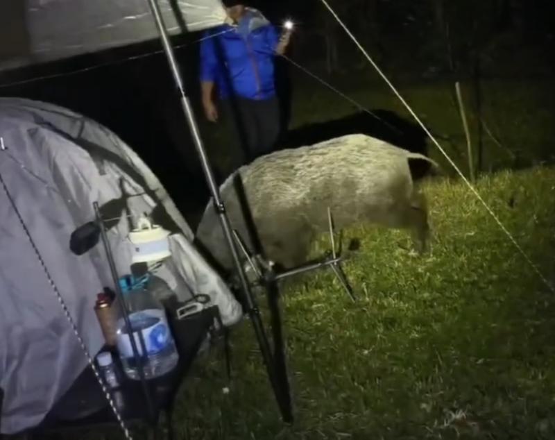 有网友早前发文,称日前露营时有野猪夜袭马鞍山昂坪营地,不但狂扯帐篷,还狂咬一番。szewai_li@Threads 有网友早前发文,称日前露营时有野猪夜袭马鞍山昂坪营地,不但狂扯帐篷,还狂咬一番。szewai_li@Threads