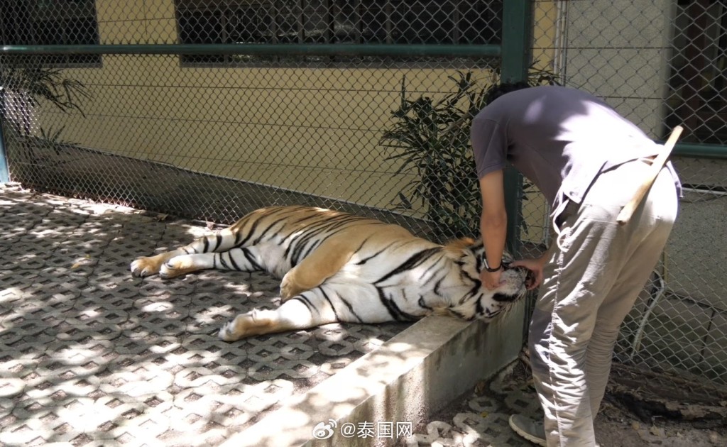泰国清迈有两动物园爆发犬瘟热,12日已死72只老虎。 泰国清迈有两动物园爆发犬瘟热,12日已死72只老虎。