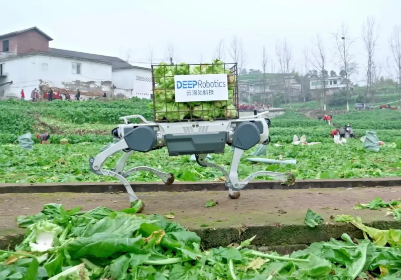 绝影X30四足机器人在涪陵榨菜田运输青菜头 绝影X30四足机器人在涪陵榨菜田运输青菜头