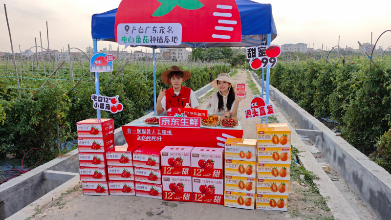 京东生鲜电白千禧12°小番茄来了!3 京东生鲜电白千禧12°小番茄来了!3